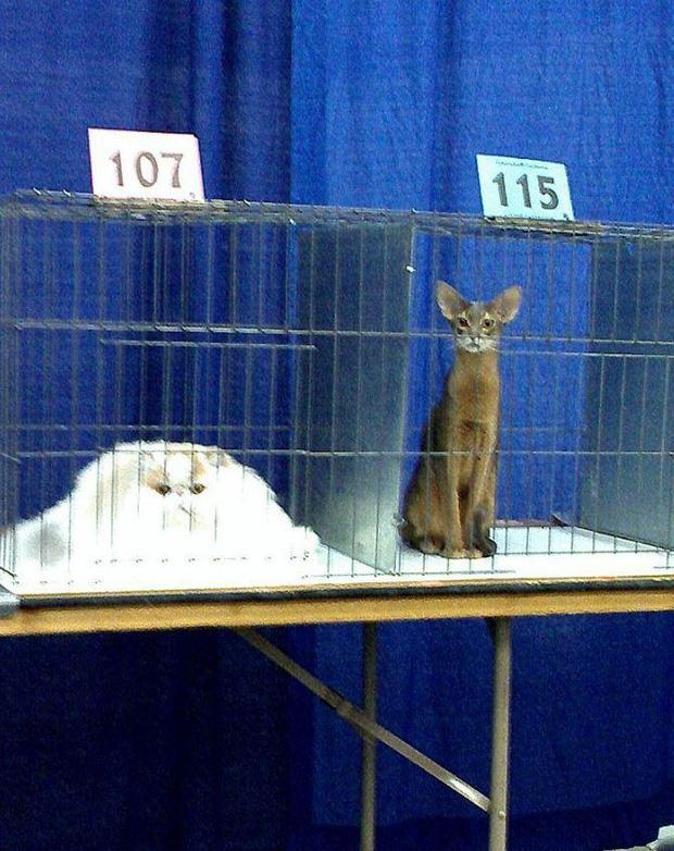 Ảnh hài: Khi 'boss' mèo bỗng tỏ ra... bất bình thường (P2)-5