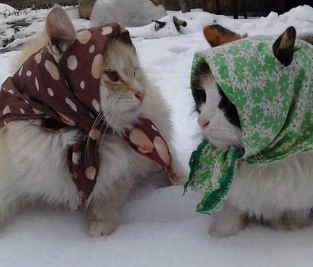 Ảnh hài: Khi 'boss' mèo bỗng tỏ ra... bất bình thường (P2)-6