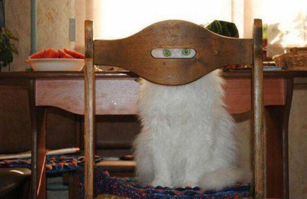 Ảnh hài: Khi 'boss' mèo bỗng tỏ ra... bất bình thường (P2)-7