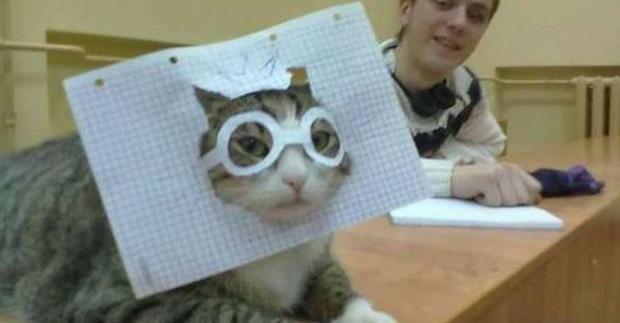 Ảnh hài: Khi 'boss' mèo bỗng tỏ ra... bất bình thường (P2)-8