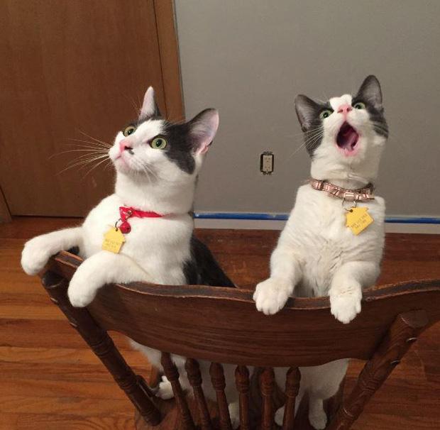 Ảnh hài: Khi 'boss' mèo bỗng tỏ ra... bất bình thường (P2)-9