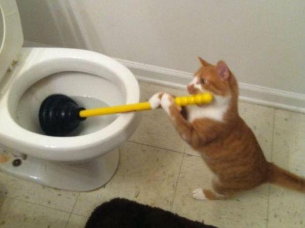 Ảnh hài: Khi 'boss' mèo bỗng tỏ ra... bất bình thường (P2)-10