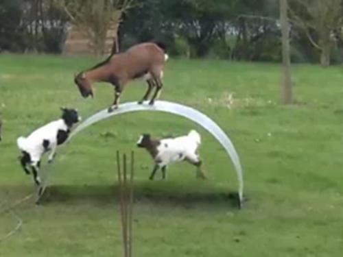 Clip hài: 'Cười lăn' xem dê chơi cầu bập bênh