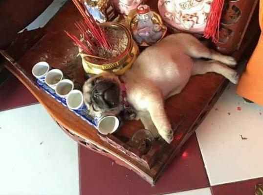 Ảnh hài: Chủ nhân bất lực với những hành động 'khó đỡ' của thú cưng-1