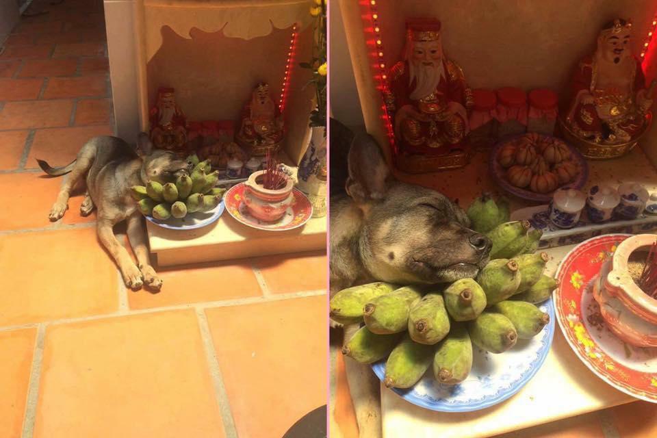 Ảnh hài: Chủ nhân bất lực với những hành động 'khó đỡ' của thú cưng-3