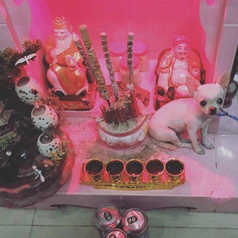 Ảnh hài: Chủ nhân bất lực với những hành động 'khó đỡ' của thú cưng-5