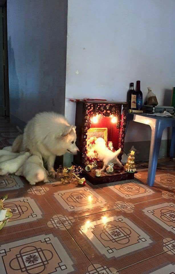 Ảnh hài: Chủ nhân bất lực với những hành động 'khó đỡ' của thú cưng-6