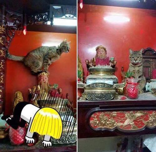 Ảnh hài: Chủ nhân bất lực với những hành động 'khó đỡ' của thú cưng-8