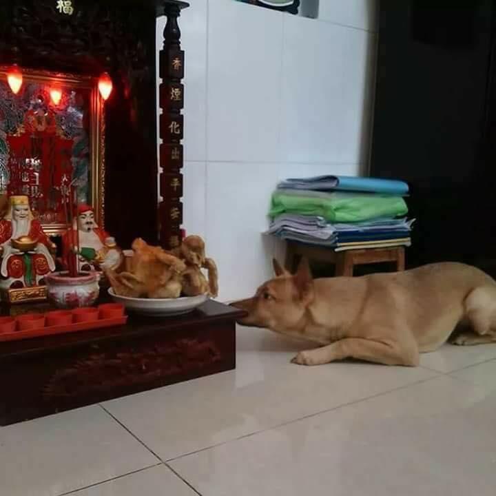 Ảnh hài: Chủ nhân bất lực với những hành động 'khó đỡ' của thú cưng-9