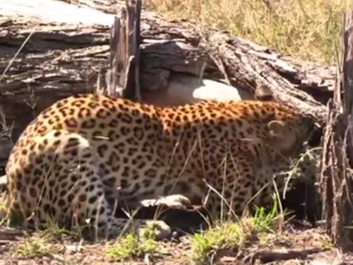 Clip: Thức ăn có gì lạ mà chú chó lại phản ứng thế này?-1