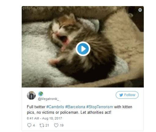 Tại sao mạng xã hội Tây Ban Nha ngập tràn ảnh mèo sau khủng bố Barcelona?-3