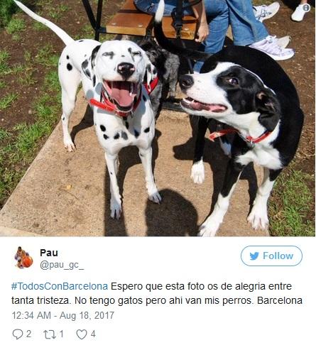 Tại sao mạng xã hội Tây Ban Nha ngập tràn ảnh mèo sau khủng bố Barcelona?-5
