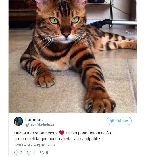 Tại sao mạng xã hội Tây Ban Nha ngập tràn ảnh mèo sau khủng bố Barcelona?-6