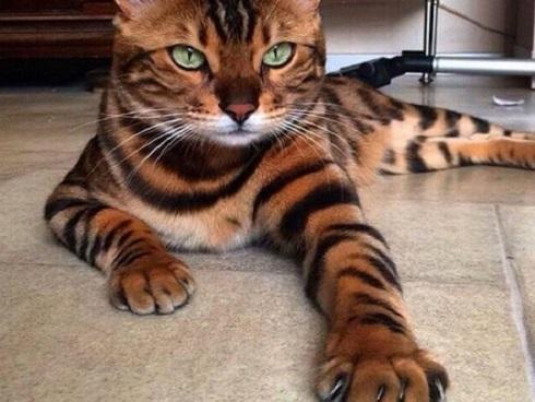 Cuộc đời buồn của cụ bà 80 tuổi đi ăn xin để chăm sóc chó, mèo hoang-4