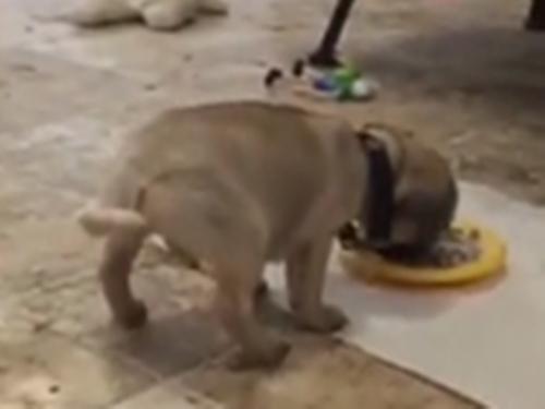 Clip: Thức ăn có gì lạ mà chú chó lại phản ứng thế này?