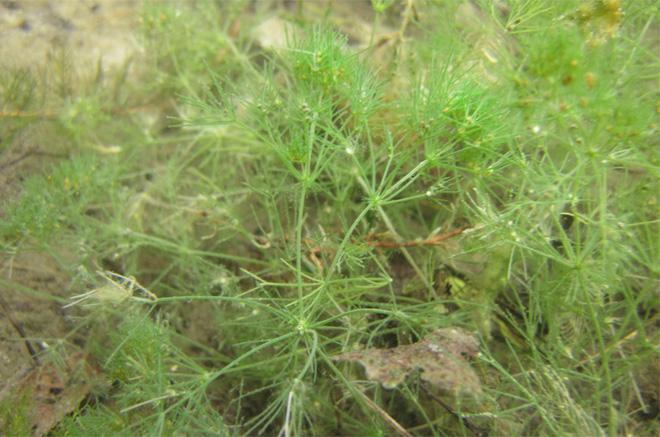 Phát hiện gây sốc: Có một loài cây từ thời khủng long vẫn sống tốt trên trái đất-1