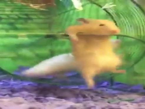 Clip hài: Đã sảy chân còn gặp đồng đội 'ngáo đá'