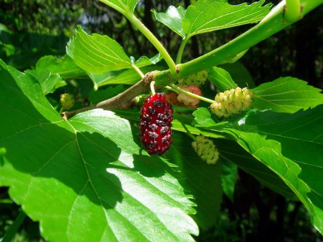 Chuyên gia bật mí bài thuốc Đông y cực đơn giản chữa dứt điểm mụn trứng cá, làm đẹp da-2