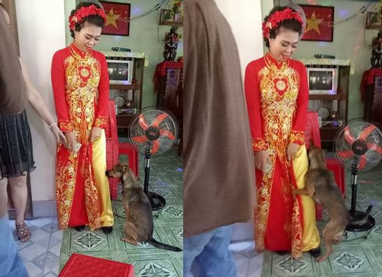 Cô chủ đi lấy chồng, chú chó quấn quýt ôm chân không muốn rời xa