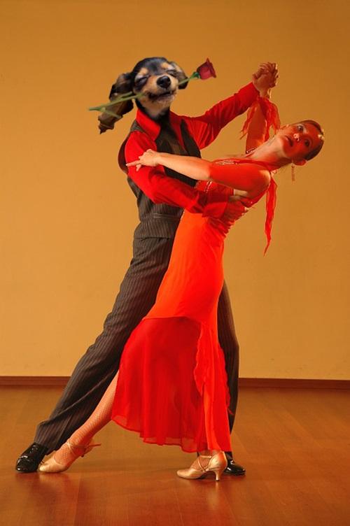 Chỉ vì lỡ cắn cành cây, chú chó trở thành chủ đề cho các thánh chế ảnh-2