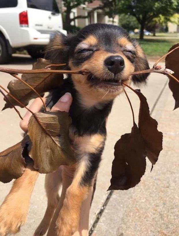 Chỉ vì lỡ cắn cành cây, chú chó trở thành chủ đề cho các thánh chế ảnh-1