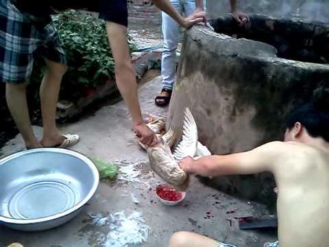 6 sự thật khủng khiếp về các loại tiết canh Made in nhà làm-2