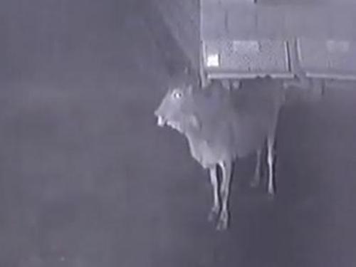 Bầy sư tử lẻn vào làng tìm đồ ăn, bị bò đuổi chạy 'té khói'