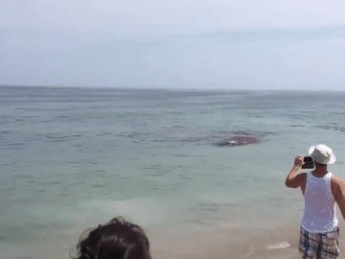 Lời kể hãi hùng của nhân chứng thoát chết khi cá mập trắng tấn công hải cẩu sát bờ biển