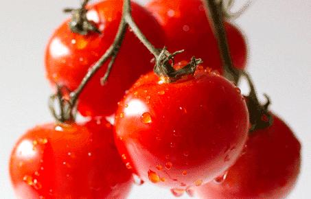 Những sự thật có thể gây sốc về quả cà chua ai cũng từng ăn-7
