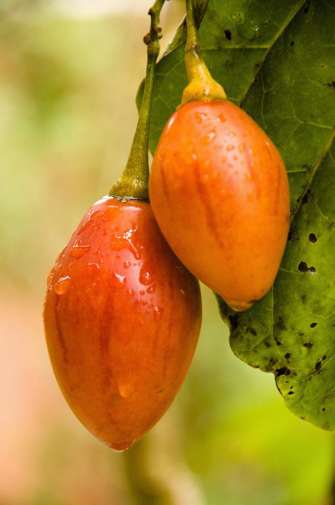 Những sự thật có thể gây sốc về quả cà chua ai cũng từng ăn-8