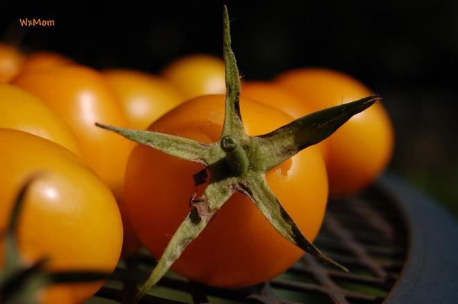 Những sự thật có thể gây sốc về quả cà chua ai cũng từng ăn-9