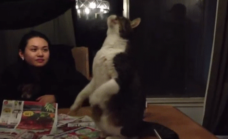 Clip hài: Những khoảnh khắc khó đỡ của loài mèo-1