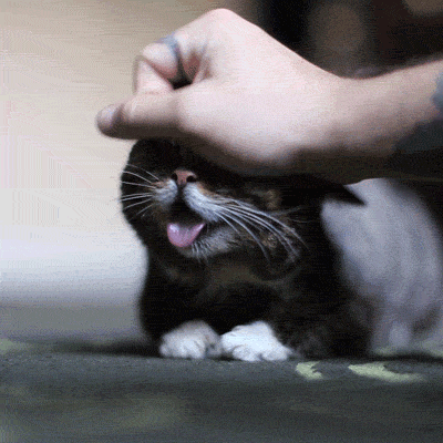 Clip hài: Những khoảnh khắc khó đỡ của loài mèo-3
