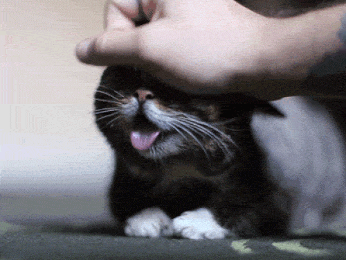 Clip hài: Những khoảnh khắc 'khó đỡ' của loài mèo