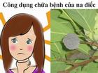 Quả na 'điếc' chữa nhiều bệnh