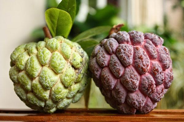 Quả na điếc chữa nhiều bệnh-1