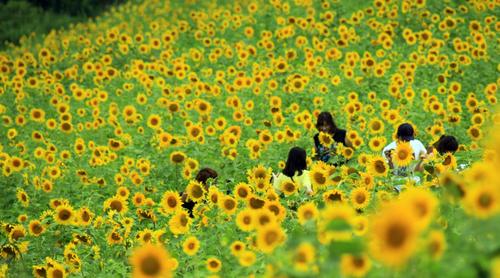 Du khách ùn ùn kéo đến làng hoa hướng dương đẹp sững sờ ở Hàn Quốc-1
