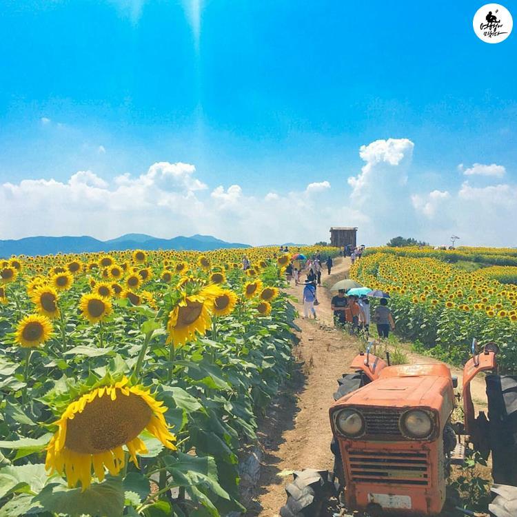 Du khách ùn ùn kéo đến làng hoa hướng dương đẹp sững sờ ở Hàn Quốc-2