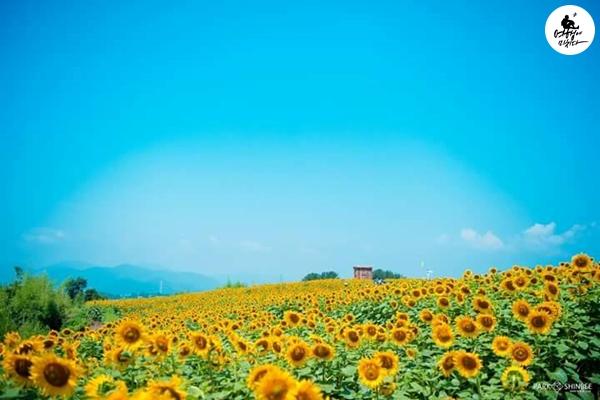 Du khách ùn ùn kéo đến làng hoa hướng dương đẹp sững sờ ở Hàn Quốc-4