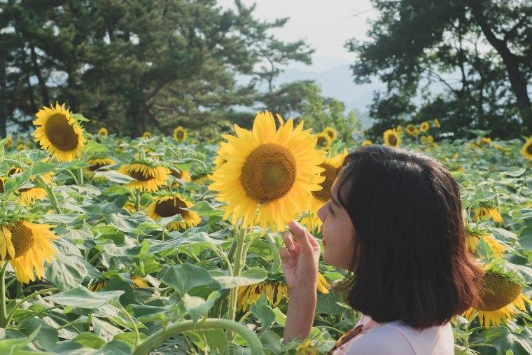Du khách ùn ùn kéo đến làng hoa hướng dương đẹp sững sờ ở Hàn Quốc-5