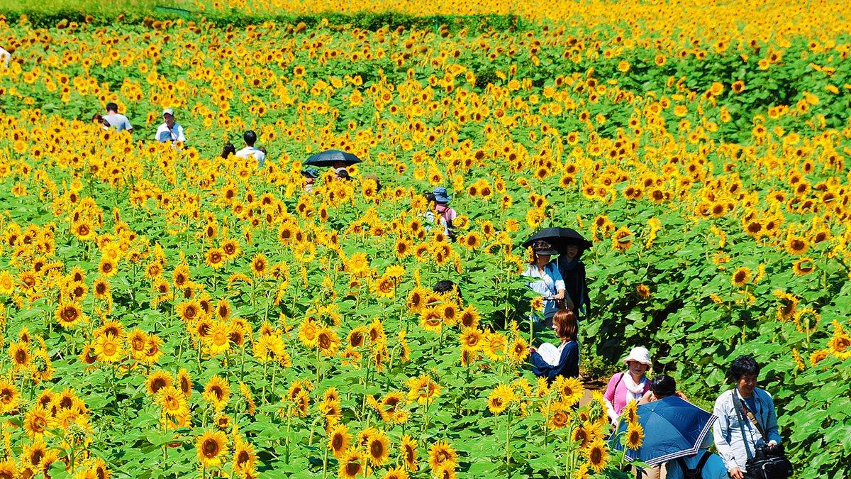 Du khách ùn ùn kéo đến làng hoa hướng dương đẹp sững sờ ở Hàn Quốc-6