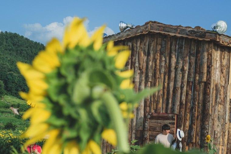 Du khách ùn ùn kéo đến làng hoa hướng dương đẹp sững sờ ở Hàn Quốc-7