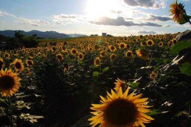 Du khách ùn ùn kéo đến làng hoa hướng dương đẹp sững sờ ở Hàn Quốc-8