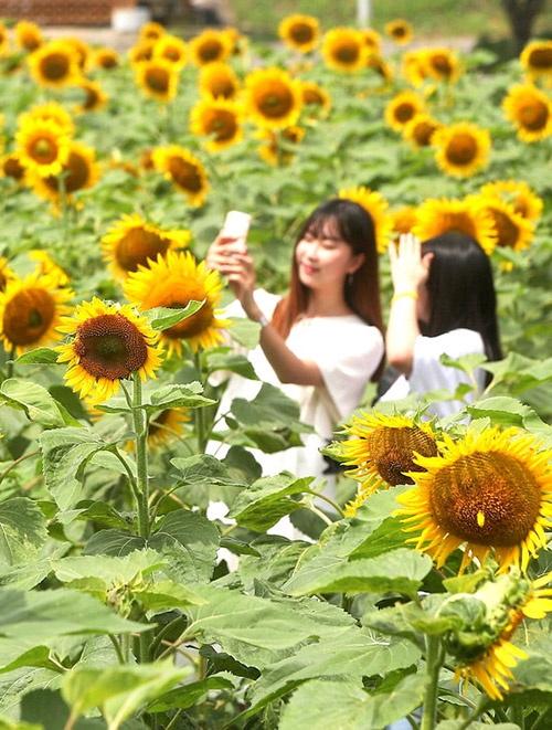 Du khách ùn ùn kéo đến làng hoa hướng dương đẹp sững sờ ở Hàn Quốc-9