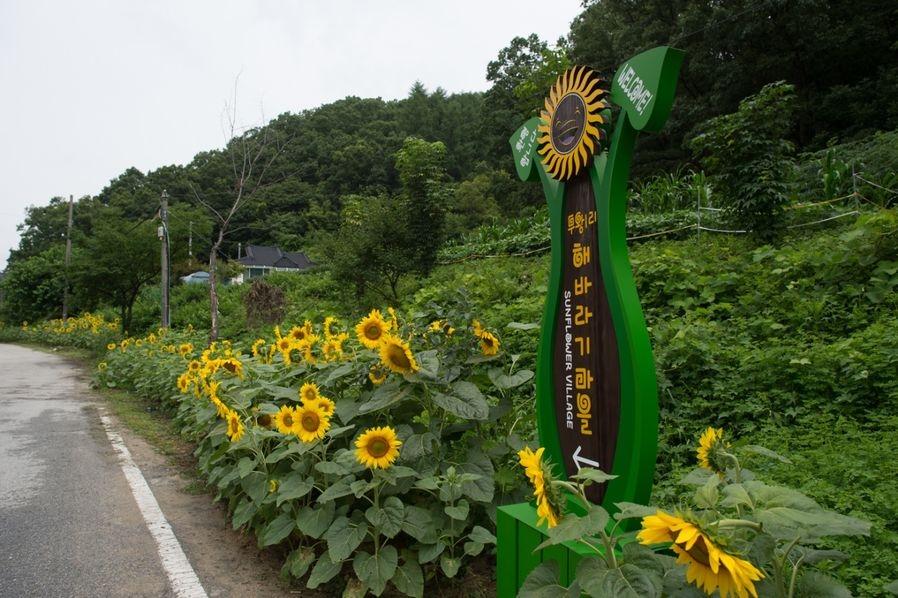Du khách ùn ùn kéo đến làng hoa hướng dương đẹp sững sờ ở Hàn Quốc-10