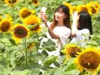 Du khách ùn ùn kéo đến làng hoa hướng dương đẹp sững sờ ở Hàn Quốc