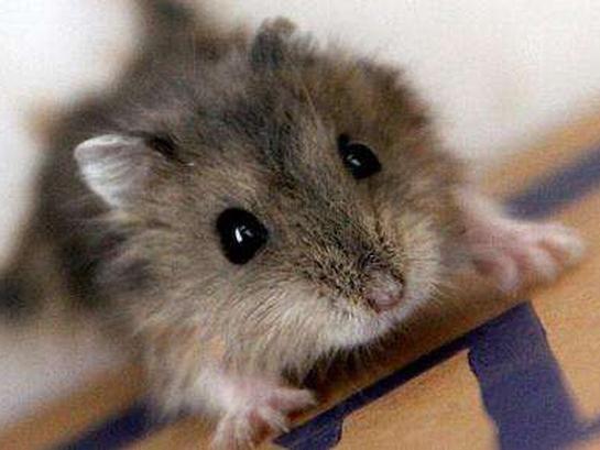 Truyện cười: Sự cố lấy vợ