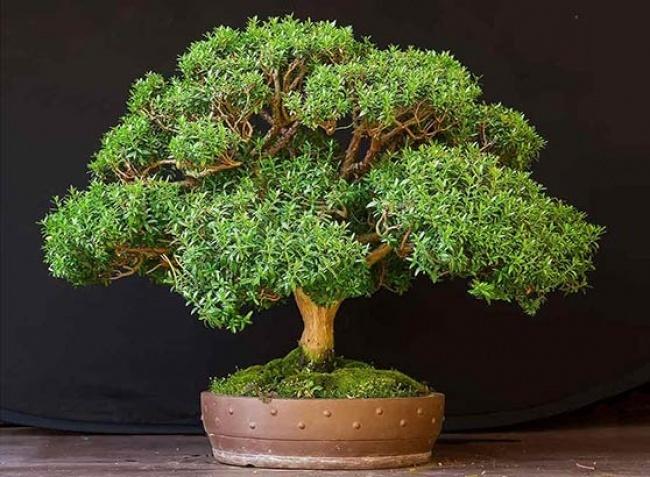 Mùa mưa chắc chắn phải trồng 8 loại cây hút ẩm, diệt nấm mốc này trong nhà-3