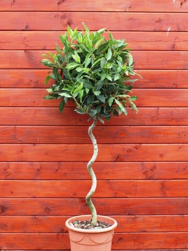 Mùa mưa chắc chắn phải trồng 8 loại cây hút ẩm, diệt nấm mốc này trong nhà-4