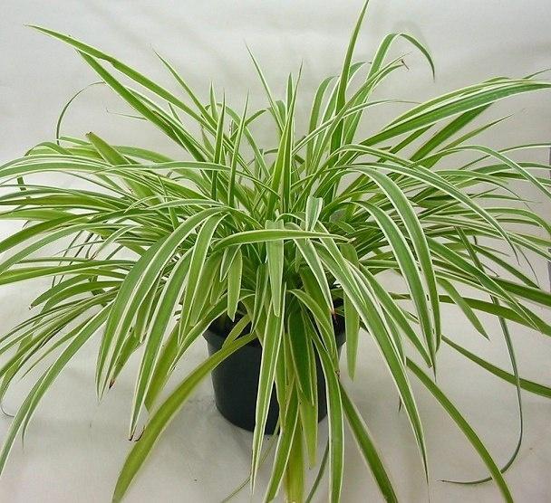 Mùa mưa chắc chắn phải trồng 8 loại cây hút ẩm, diệt nấm mốc này trong nhà-6